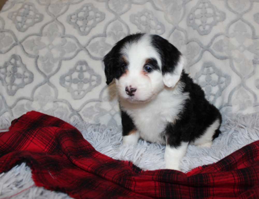 Best Colonial Heights Blue Diamond Mini Bernedoodle